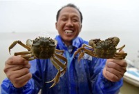 Chinese mitten crabs in Junshan Lake enter best fishing season