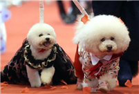 'Group wedding' held for nearly 100 pet dogs