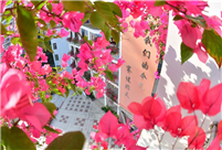 Campus surrounded by flowers in Nanning, China's Guangxi