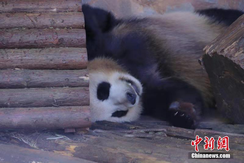 Giant pandas enjoy winter sunshine