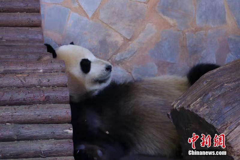 Giant pandas enjoy winter sunshine