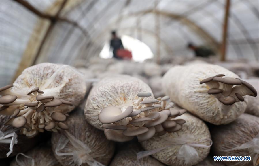 Farmers busy with farm work in greenhouse across China