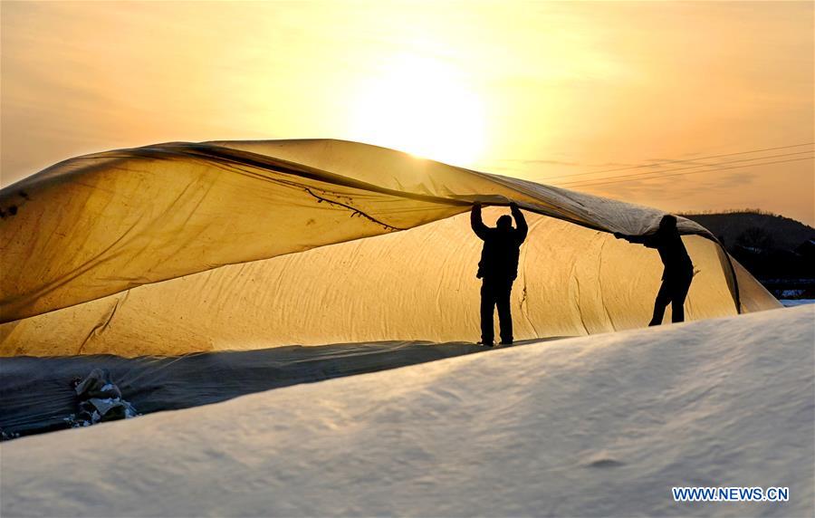 Farmers busy with farm work in greenhouse across China