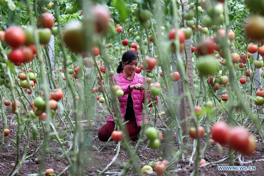 Farmers busy with farm work in greenhouse across China