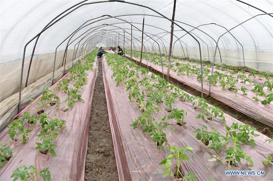 Farmers busy with farm work in greenhouse across China