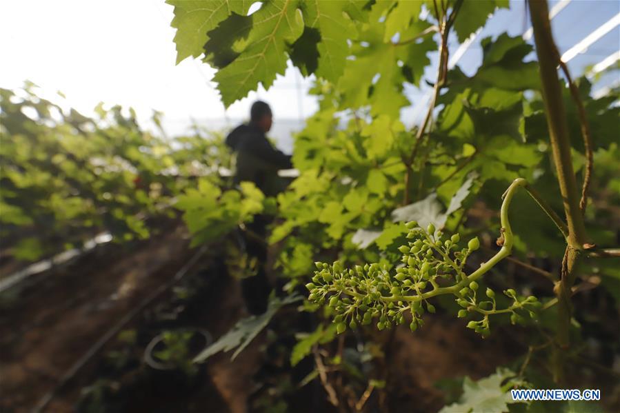 Farmers busy with farm work in greenhouse across China