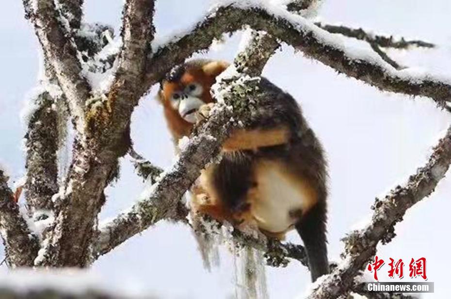 Snow transforms nature reserve in Sichuan into a magical fairyland