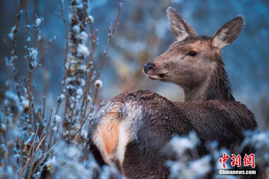 Snow transforms nature reserve in Sichuan into a magical fairyland