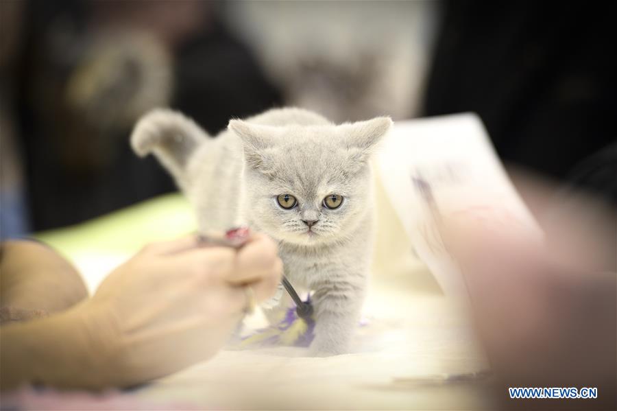 Highlights of cat show in Warsaw, Poland