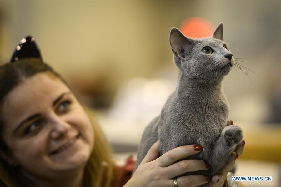 Highlights of cat show in Warsaw, Poland