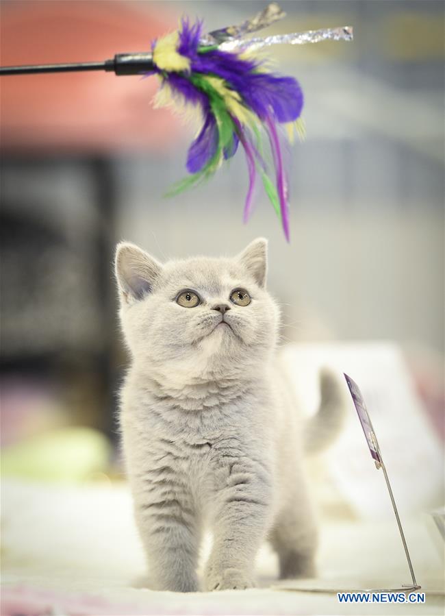 Highlights of cat show in Warsaw, Poland