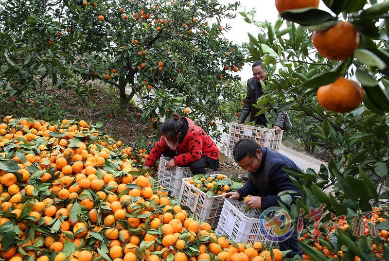 Fragrant Citrus Abundantly Exported