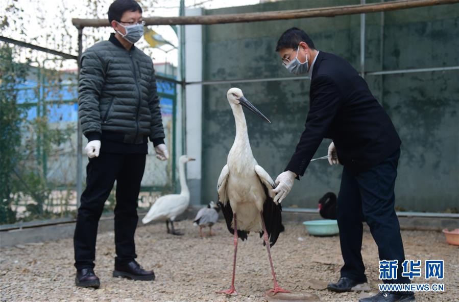Rare migratory birds cared for in Hebei