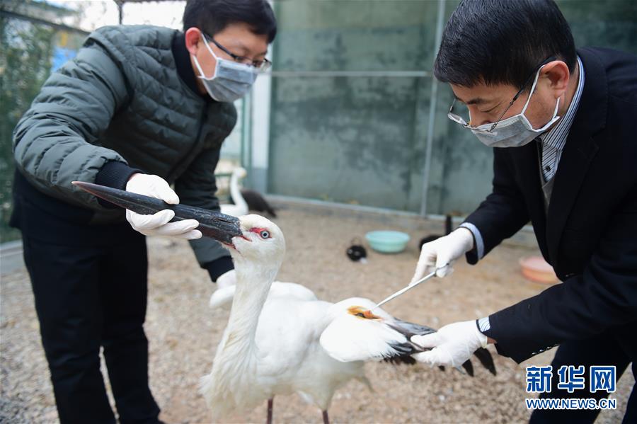 Rare migratory birds cared for in Hebei
