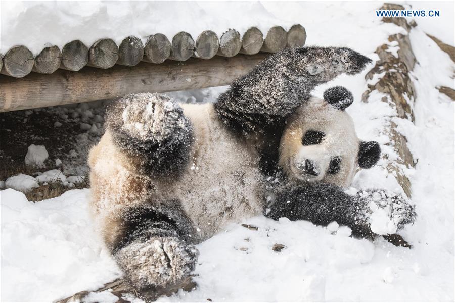 Panda World of Everland in south of Seoul opens to public for 1,000 days