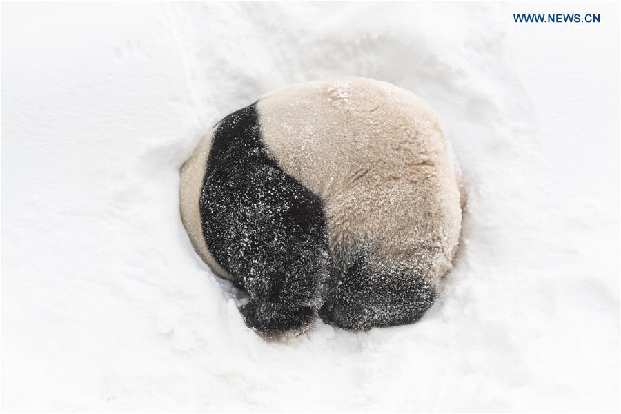 Panda World of Everland in south of Seoul opens to public for 1,000 days