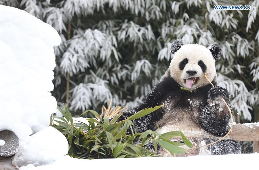 Panda World of Everland in south of Seoul opens to public for 1,000 days