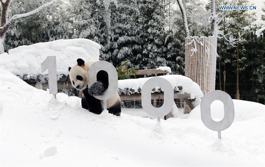 Panda World of Everland in south of Seoul opens to public for 1,000 days