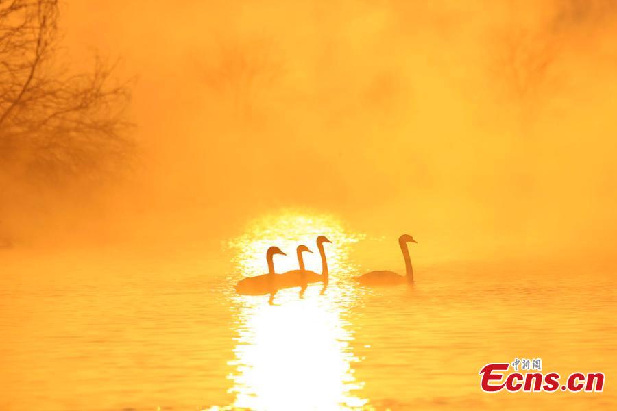 Xinjiang wetland draws swans