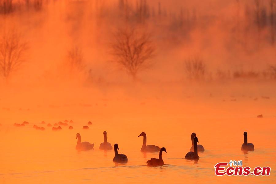 Xinjiang wetland draws swans