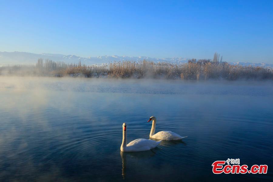 Xinjiang wetland draws swans