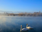 Xinjiang wetland draws swans