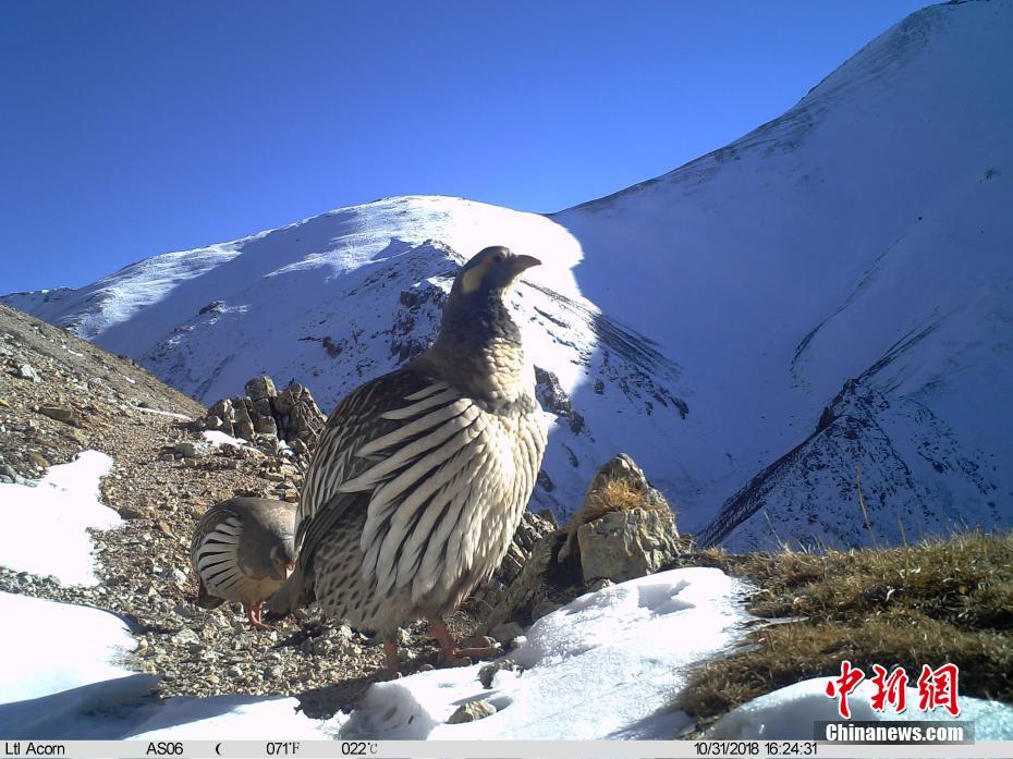 Infrared cameras capture rare animals in China’s Sanjiangyuan National Reserve