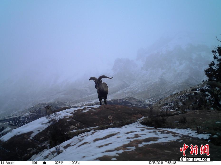 Infrared cameras capture rare animals in China’s Sanjiangyuan National Reserve