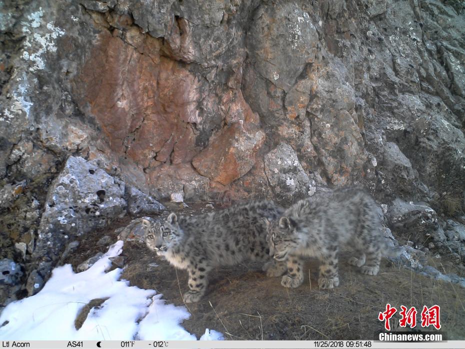 Infrared cameras capture rare animals in China’s Sanjiangyuan National Reserve