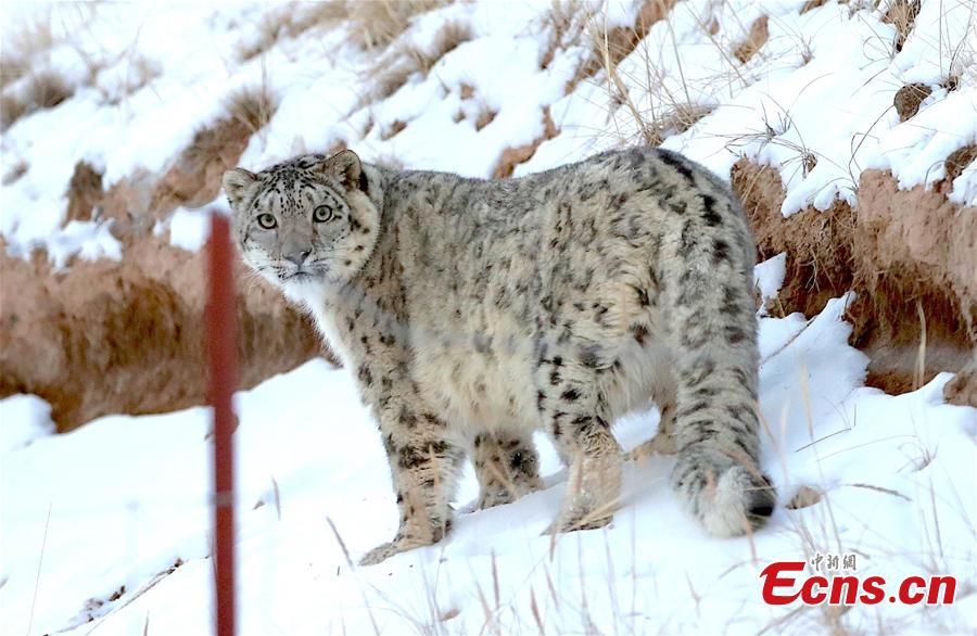 Snow leopards found in Qilian Mountain