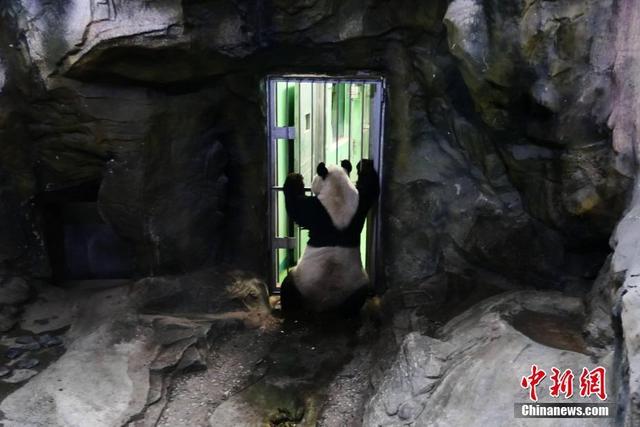 Pandas play indoors in Beijing
