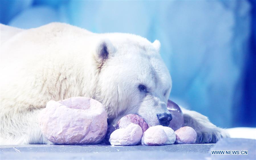 Polar bears celebrate Chinese Lantern Festival by enjoying 