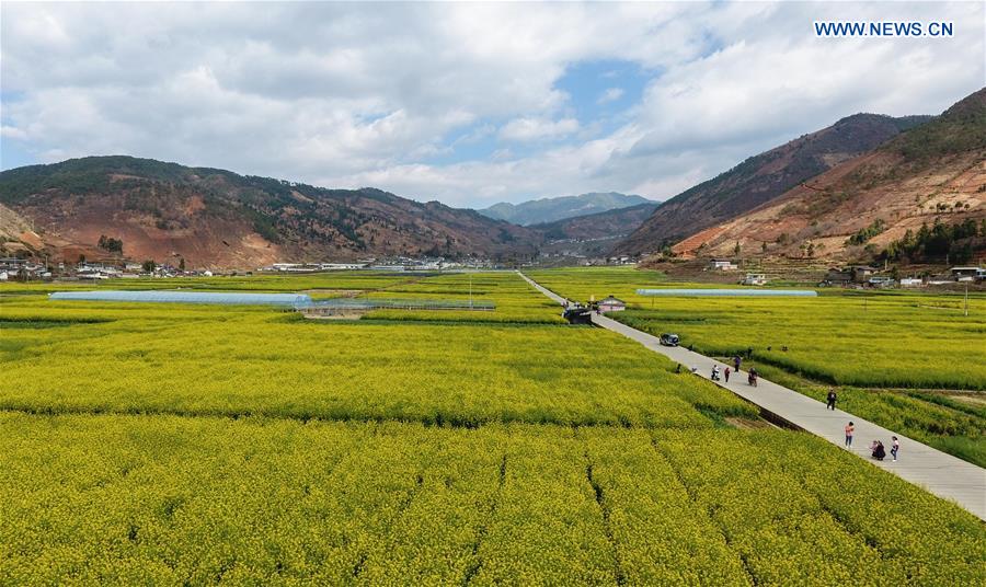 Cole flower fields seen in southwest China's Sichuan