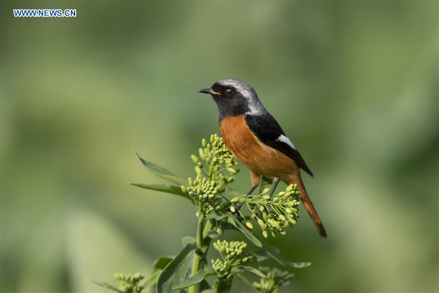 Birds seen in Fuzhou, southeast China's Fujian