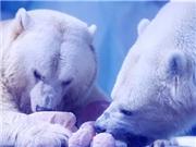 Polar bears celebrate Lantern Festival by enjoying "sweet dumplings"