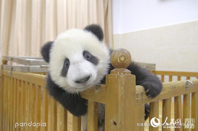                                      Panda Amy (Photo/Courtesy of Chengdu Research Base of Giant Panda Breeding)