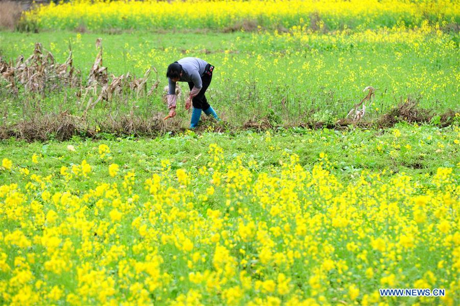 People across China begin to engage in farming in early spring