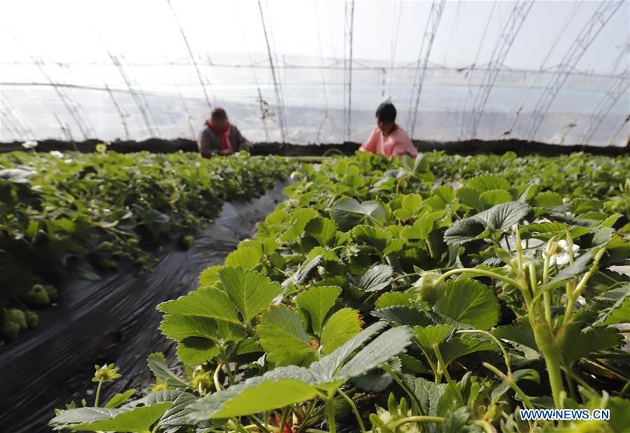 People across China begin to engage in farming in early spring