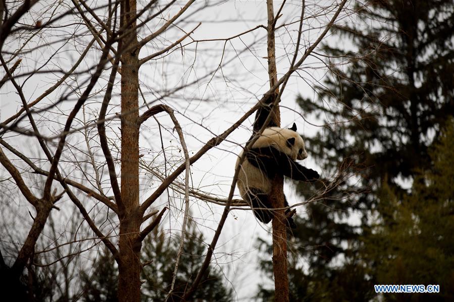 U.S. national zoo holds housewarming event inside giant panda house