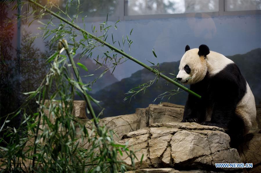 U.S. national zoo holds housewarming event inside giant panda house