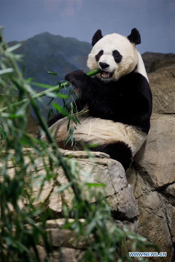 U.S. national zoo holds housewarming event inside giant panda house