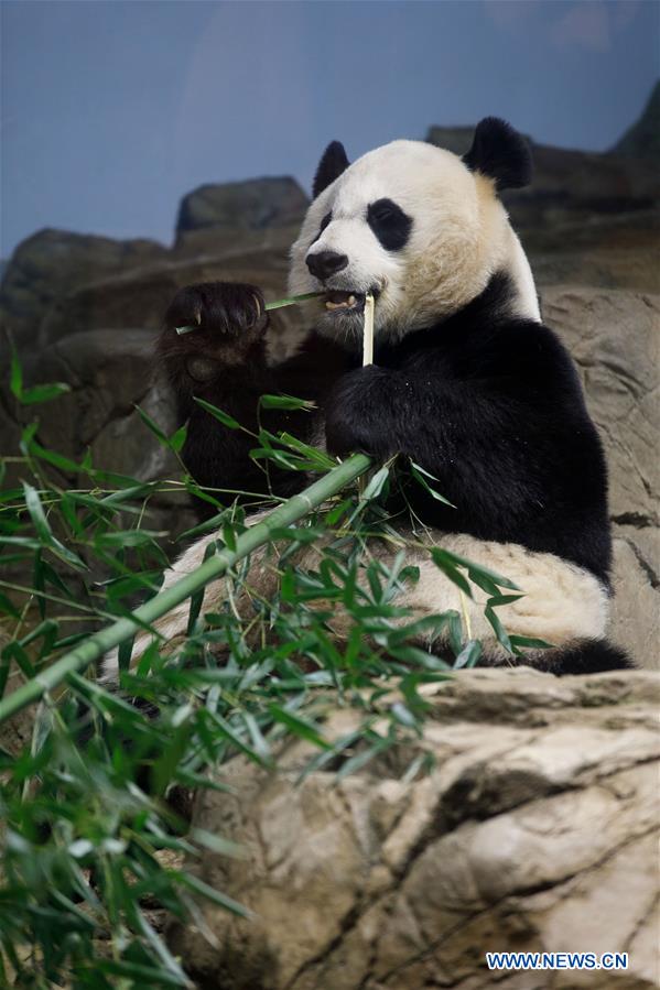 U.S. national zoo holds housewarming event inside giant panda house