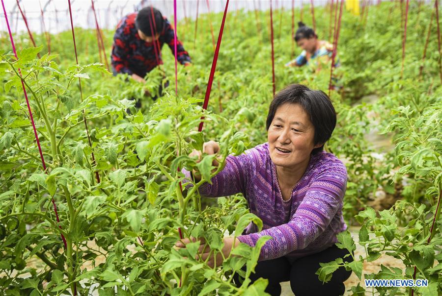 Shenzhou authority promotes scientific, brand, green development in agriculture