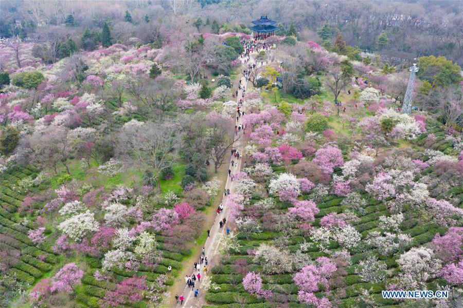 People go outside to enjoy scenery of flowers in many parts of China