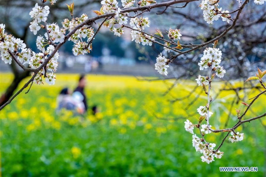 People go outside to enjoy scenery of flowers in many parts of China