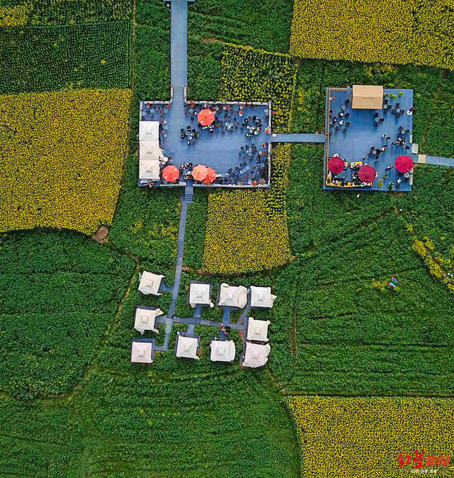 Giant panda pattern seen in SW China rapeseed fields