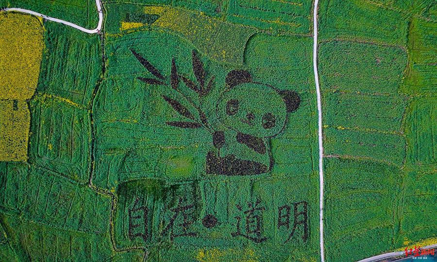 Giant panda pattern seen in SW China rapeseed fields