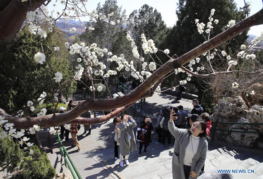 Peach blossoms in Beijing, capital of China