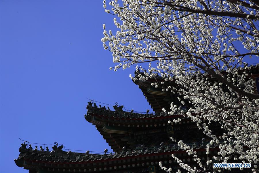 Peach blossoms in Beijing, capital of China