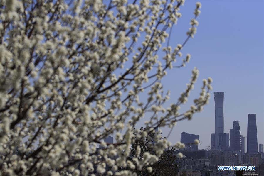 Peach blossoms in Beijing, capital of China